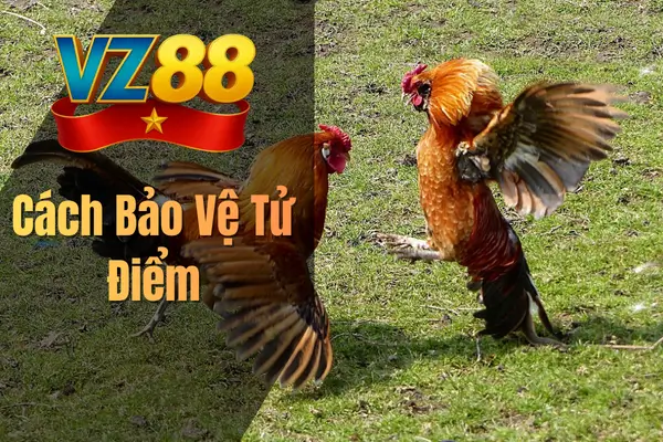 Cách Bảo Vệ Tử Điểm