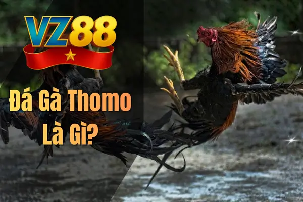 Đá Gà Thomo Là Gì?