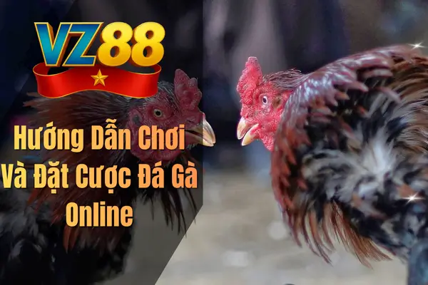 Hướng Dẫn Chơi Và Đặt Cược Đá Gà Online