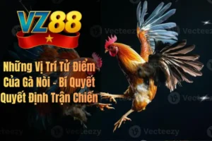 Những Vị Trí Tử Điểm Của Gà Nòi – Bí Quyết Quyết Định Trận Chiến